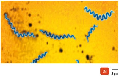 Treponema pallidum (syphilis spirochete)