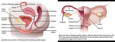 Female reproductive organs