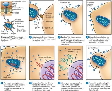 HIV attachment and replication in a T cell