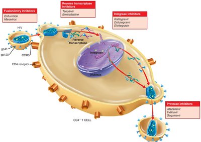 Drugs that inhibit HIV infection cycle