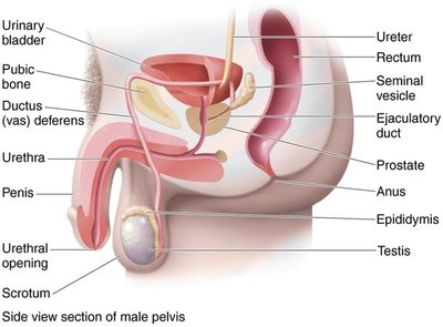Male genital and urinary organs