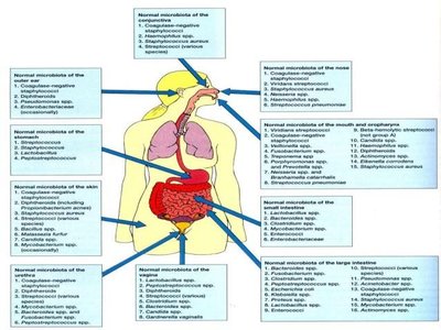 Diagram of normal microbiota at various body sites