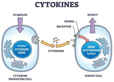 Diagram showing cytokine signaling between cells