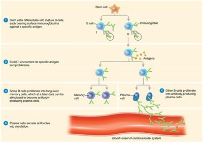 Diagram of clonal expansion and differentiation of B cells
