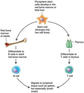 Diagram of stem cell differentiation into B cells and T cells, showing maturation sites and migration