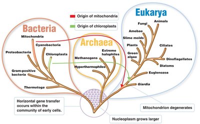Three-domain system: Bacteria, Archaea, Eukarya