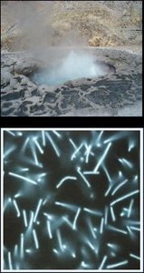 Archaea in extreme environments