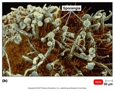 Fungal sporangia (mold)