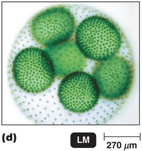 Green algae colony
