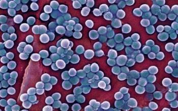 Spherical bacteria (cocci)