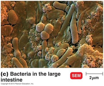 Bacteria in the large intestine