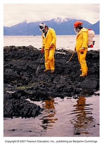 Scientists conducting bioremediation at an oil spill site