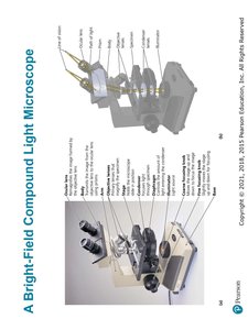 Bright-field compound light microscope diagram