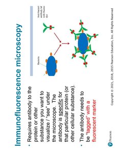 Confocal microscopy with fluorescent dyes
