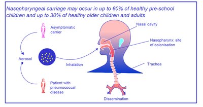 Diagram of S. pneumoniae transmission and colonization