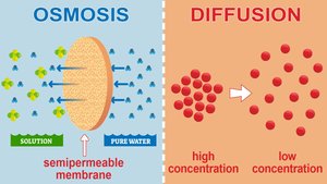 Comparison of osmosis and diffusion across membranes