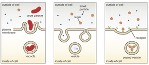 Types of endocytosis: phagocytosis, pinocytosis, receptor-mediated