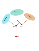 Phylogenetic tree showing FUCA, LUCA, LECA, and the three domains of life