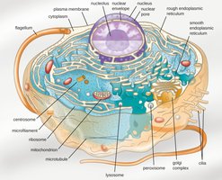 Labeled diagram of the nucleus and nuclear envelope