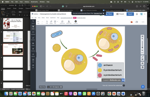 Diagram of endosymbiotic events leading to mitochondria and chloroplasts