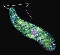 Euglena with flagellum