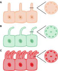 Diagram of epithelial cells with cilia