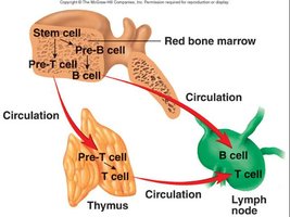Development and circulation of B and T cells