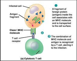 Cytotoxic T cell recognizing antigen on MHC I