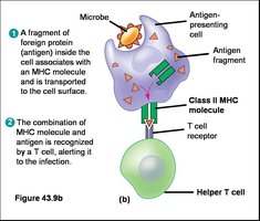Helper T cell recognizing antigen on MHC II
