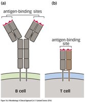 Comparison of B cell and T cell antigen-binding sites