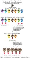 Clonal selection and central tolerance of lymphocytes