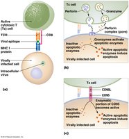 Mechanism of cytotoxic T cell killing
