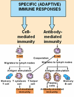 Diagram of cell-mediated and antibody-mediated immune responses