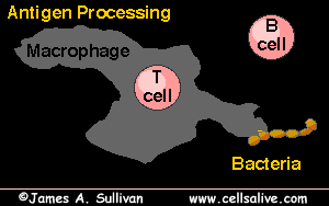 Antigen presentation process cartoon