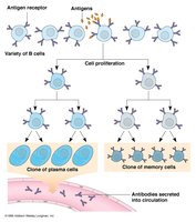 Clonal selection of B cells and antibody secretion