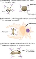 Antibody functions: neutralization, opsonization, complement activation