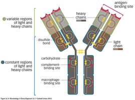 Antibody structure and classes