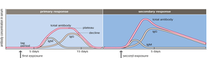 Primary and secondary antibody responses