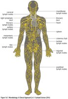 Diagram of the human lymphatic system