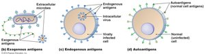 Exogenous, endogenous, and autoantigen presentation pathways