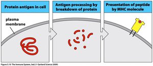 Antigen processing and presentation by MHC molecules