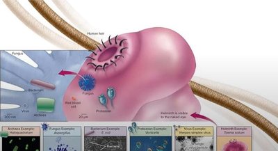Relative sizes of microbes and cells compared to a human hair