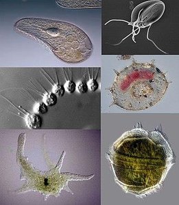 Diverse protozoan forms under the microscope