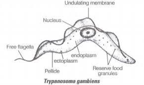 Diagram of different virus structures: spherical, rod-like, and bacteriophage