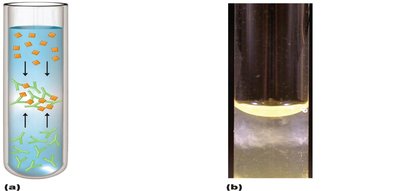 Precipitin ring test showing zone of equivalence