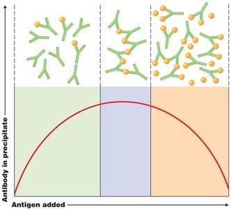 Precipitation curve showing antibody-antigen ratio