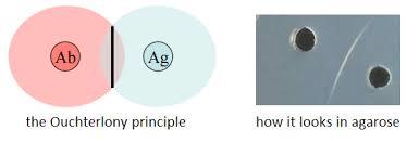 Ouchterlony immunodiffusion principle