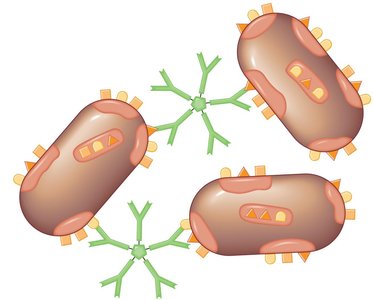 Agglutination reaction between bacteria and antibodies