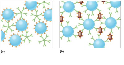 Indirect agglutination test using latex beads