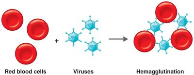 Hemagglutination reaction between red blood cells and viruses